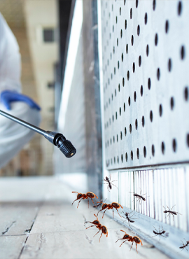 Best Pest Control Service